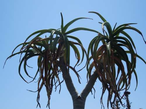 Double-Headed Nature Plant Green Leaf Leaves Aloe
