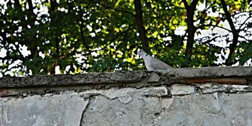 Dove Wall Park Trees Grey