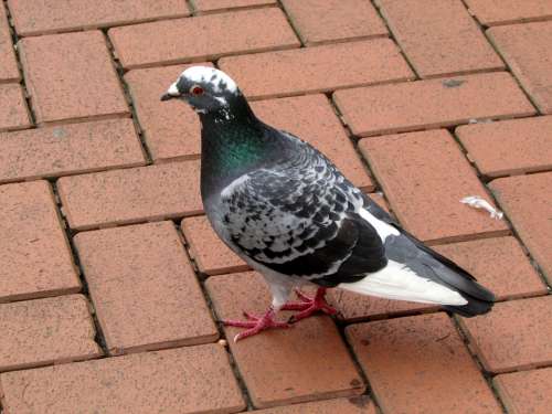 Dove Bird Animals Spotted City Pigeons