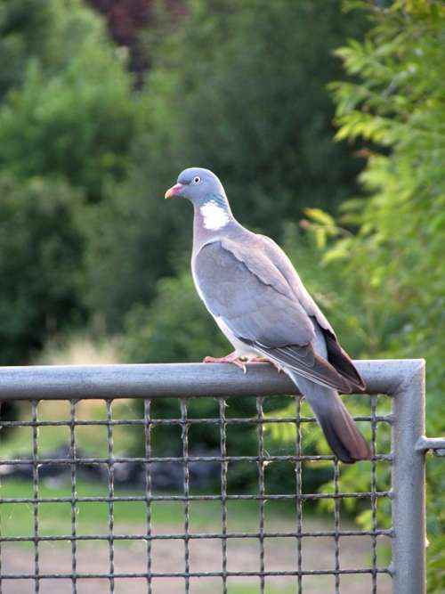 Dove Bird Animals Nature