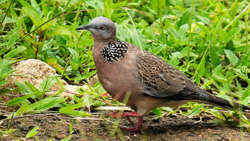 Dove Bird Close Up