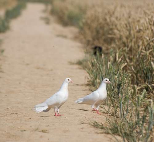 Dove Doves Bird Birds Animal White Two Pigeon