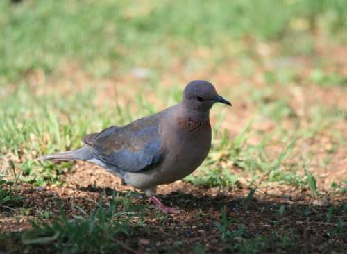 Dove Bird Feathers Grey Mauve Markings Rust