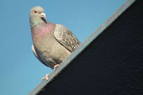 Dove Pigeon Birds Bird Animal