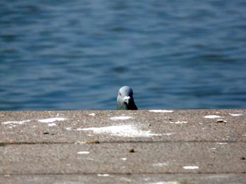 Dove Bird Hello Animal Funny Look Head Snapshot