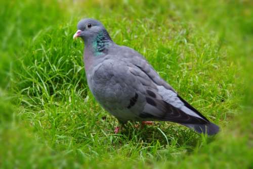 Dove Animal Nature