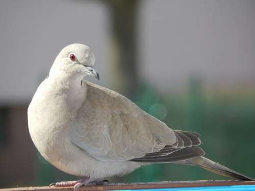 Dove Bird Animals