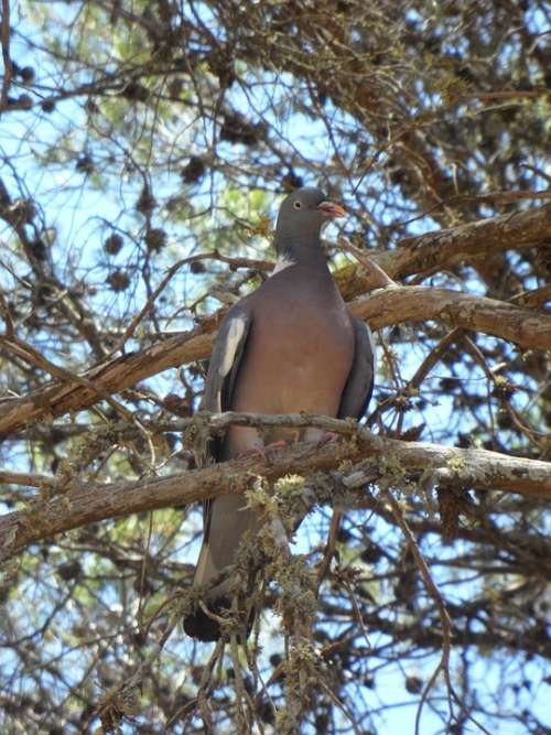Dove Bird Tree Animal Sit Fauna Pine