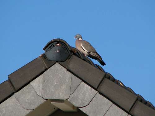 Dove Roof Gable Bird Sky Blue Tile