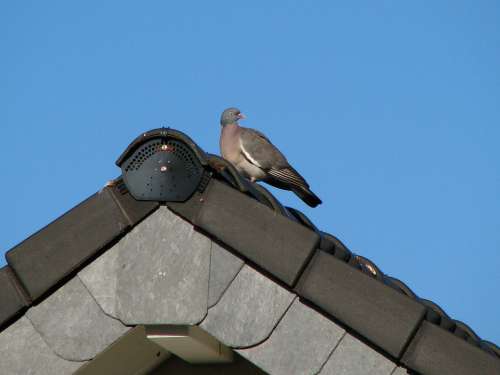 Dove Roof Gable Bird Sky Blue Tile