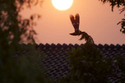 Dove Sunset Abendstimmung Rest Sun Afterglow