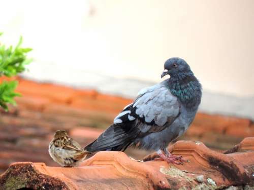 Dove Roof Black Dove Bird Freedom