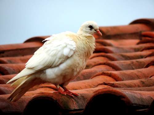 Dove Roof White Dove Bird Birdie