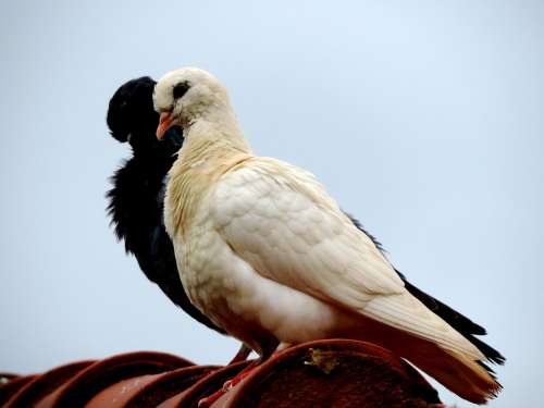 Dove Roof Bird Birdie Freedom White Black