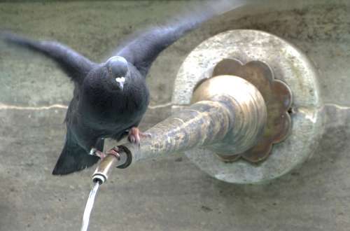 Dove Bird Wing Animals City Pigeon Fountain