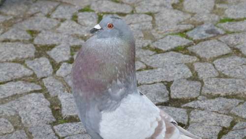 Dove Bird Standing Animal Plumage