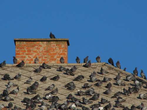 Doves Birds Rooftop Pigeon Bird