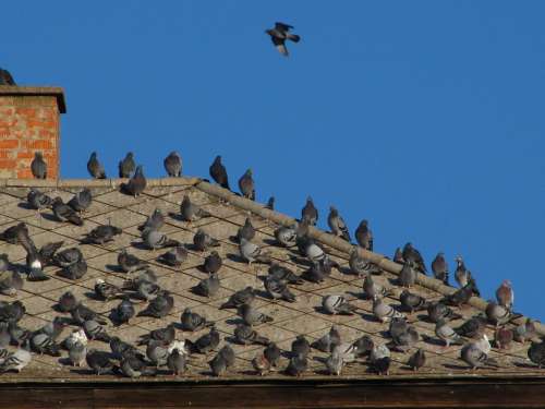 Doves Birds Rooftop Pigeon Bird