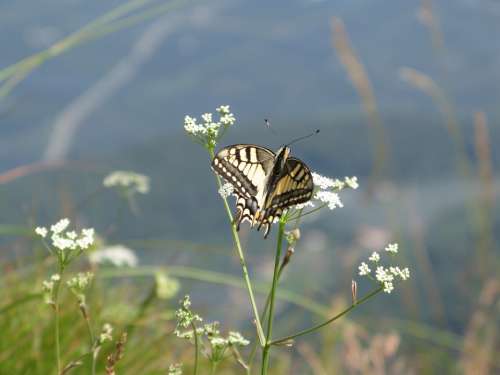 Dovetail Butterfly Nature Close Up