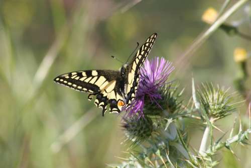 Dovetail Butterfly Flower Thistle Nature