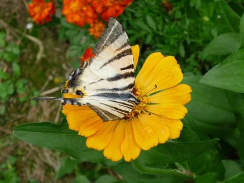 Dovetail Butterfly Marigold Close Up Flower Animal