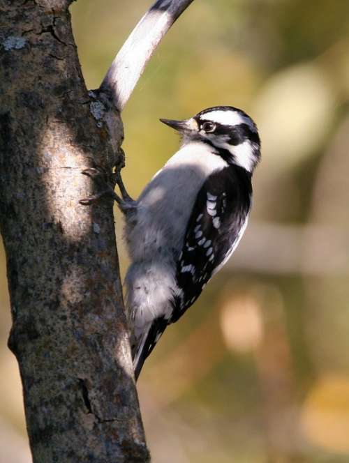 Downy Bird Woodpecker Birds Animals Fauna