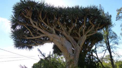 Dragon Tree Madeira Portugal Flora