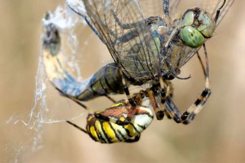 Dragonfly Spider Wasp Spider Web Fight Caught