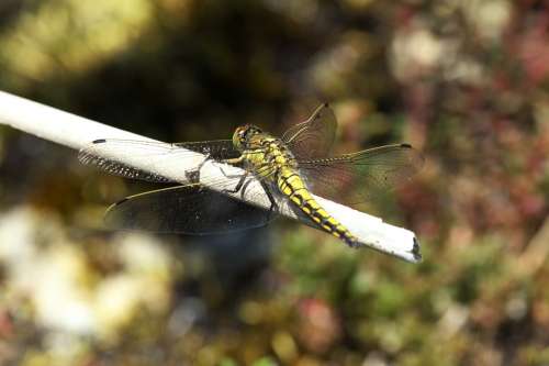 Dragonfly Insect Nature Source Virgin Two Striped