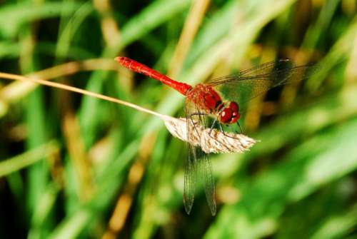 Dragonfly Insect Red Close Up Macro
