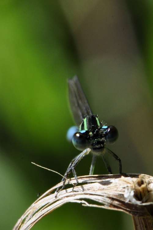 Dragonfly Insect Lake Water Eyes Close Up Macro