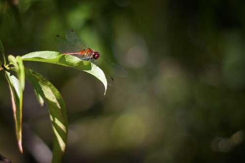 Dragonfly Red Insect Nature