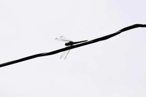 Dragonfly Inset Wings Fly Wire Sky Sri Lanka
