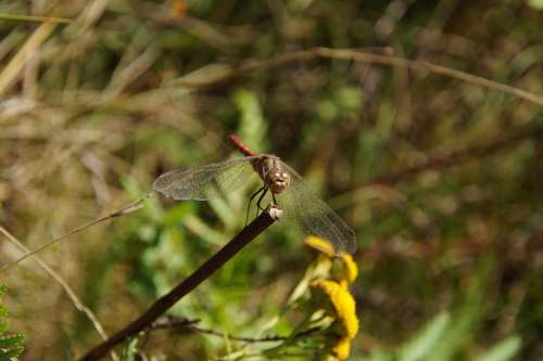 Dragonfly Insect Animal Nature Small