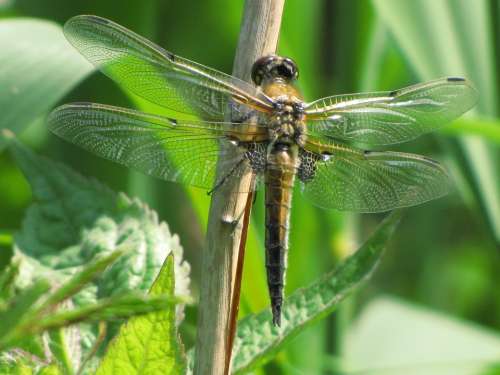 Dragonfly Brown Insect Fly Animal Animals Macro