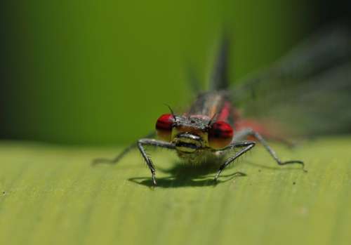 Dragonfly Insect Nature Close Up Eyes Animal