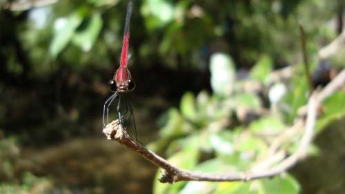 Dragonfly Anisoptera Epiprocta