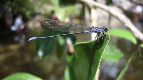 Dragonfly Anisoptera Epiprocta