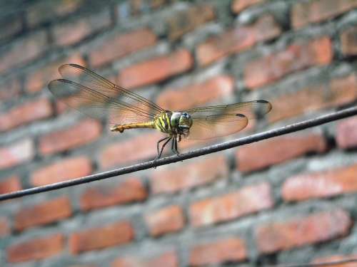 Dragonfly Eating Insects Wire Wall