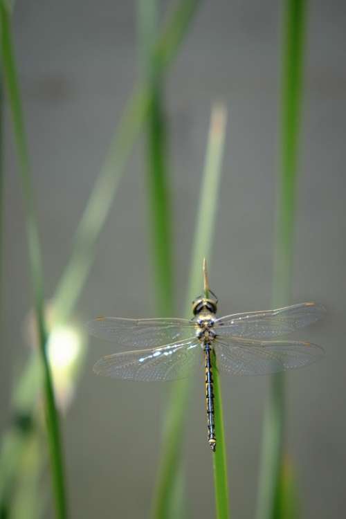 Dragonfly Insect Insects Bug Bugs Dragonflies