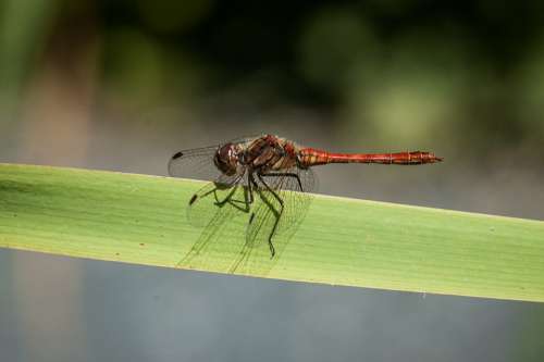 Dragonfly Insect Nature Close Up Animal