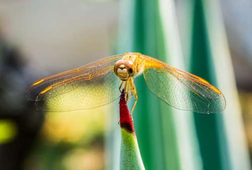 Dragonfly Insect Animal Close Up Wing Chitin