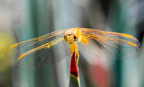 Dragonfly Insect Animal Close Up Wing Chitin