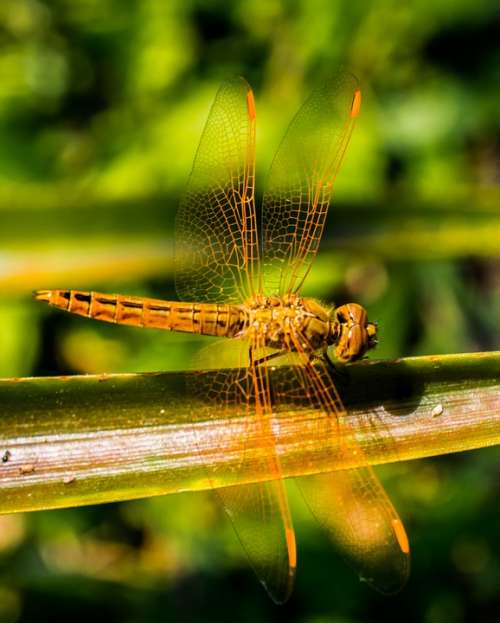 Dragonfly Insect Animal Close Up Wing Chitin