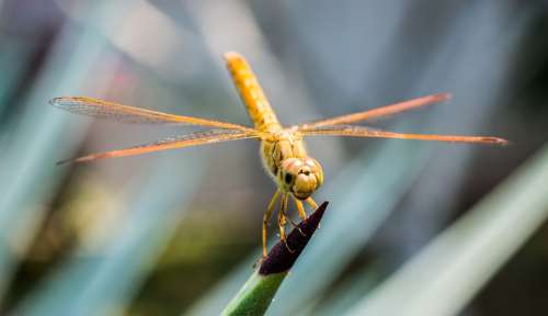 Dragonfly Insect Animal Close Up Wing Chitin