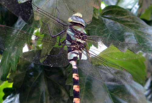 Dragonfly Common Clubtail Ictinogomphus Rapax Insect