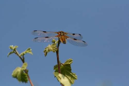 Dragonfly Nature Bug