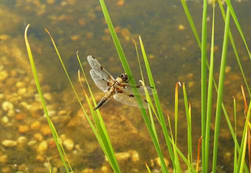 Dragonfly Pond Insect Flight Insect Wing Bank