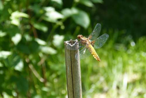 Dragonfly Sailing Dragonfly Plattbauch Female