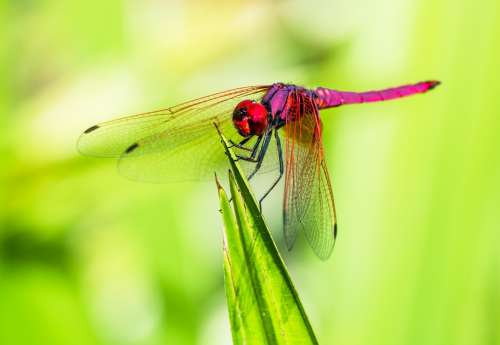 Dragonfly Insect Close Up